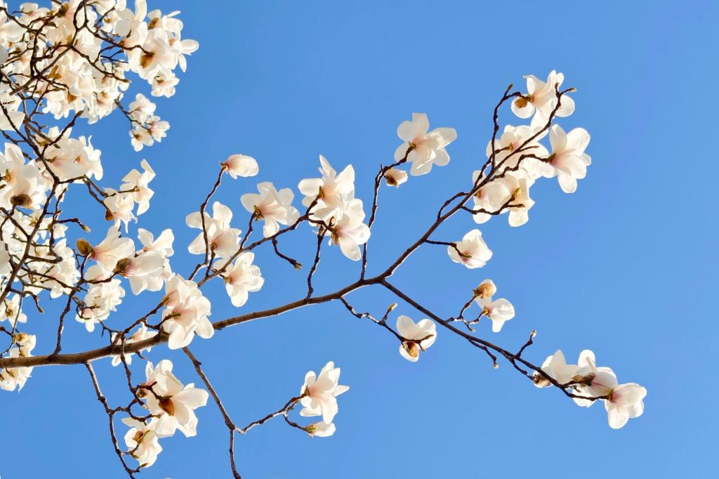 玉兰绽芳华 春意满经贸