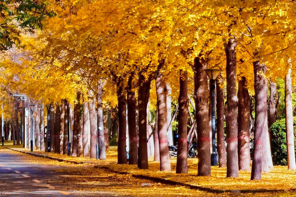 银杏铺径,赴一场校园的秋约