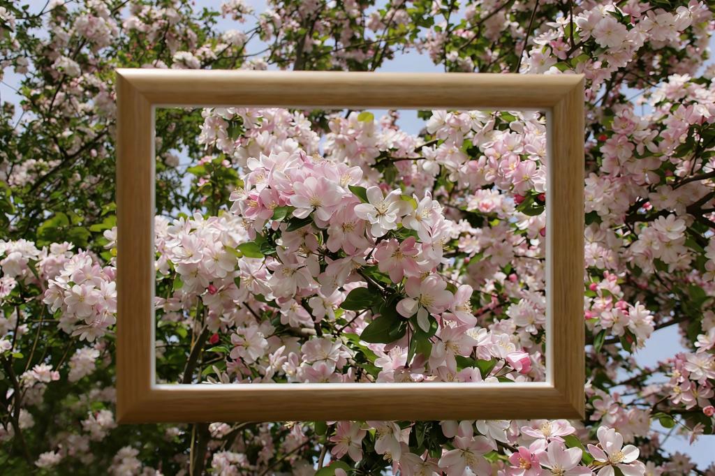 一树海棠，醉美经贸