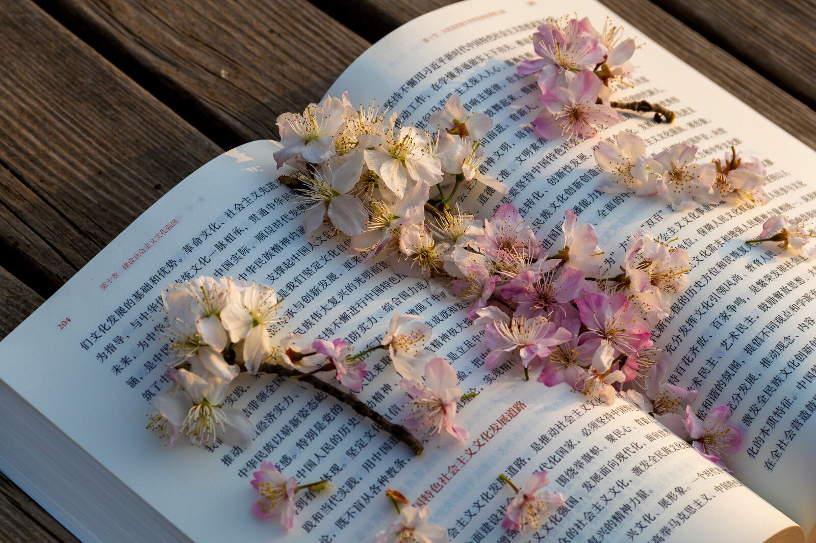 墨染繁花，书香满径