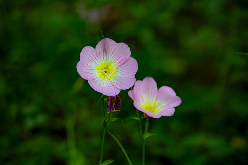 五月花语